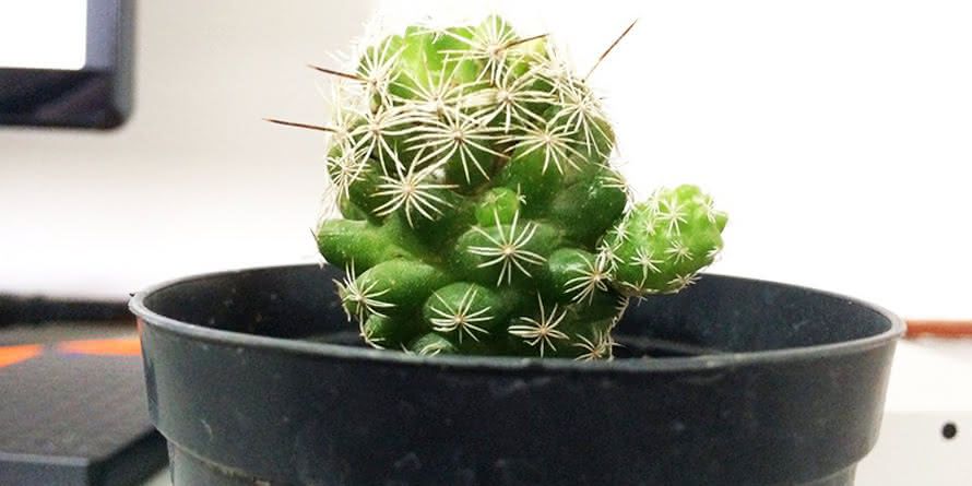 mini cacto